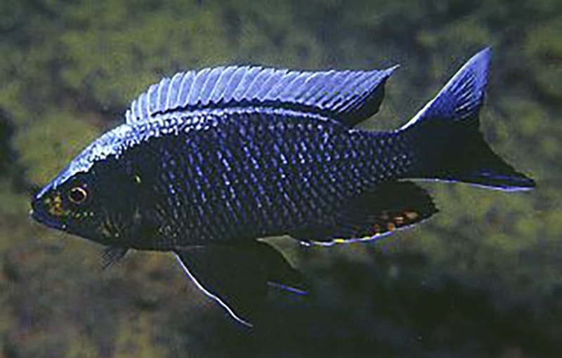 Copadichromis sp. 'virginalis kajose' Kirondo
